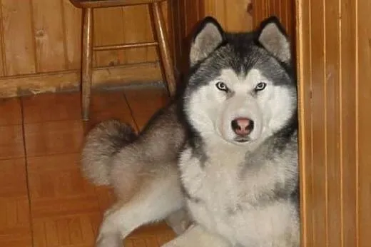 Biegun pies w typie Siberian Husky - Krycie,  świę