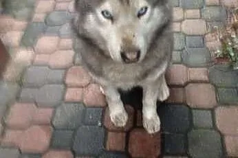 Biegun pies w typie Siberian Husky - Krycie,  świę
