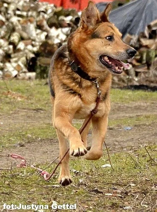 Duży, przyjazny Seba, pieszczoch do adopcji, Kund