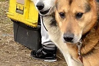 Duży, przyjazny Seba, pieszczoch do adopcji,  Kund