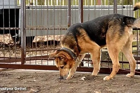 Duży, przyjazny Seba, pieszczoch do adopcji,  Kund