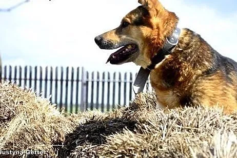 Duży, przyjazny Seba, pieszczoch do adopcji,  Kund