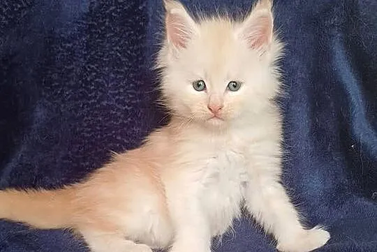 Maine Coon kocurek rodowód FPL