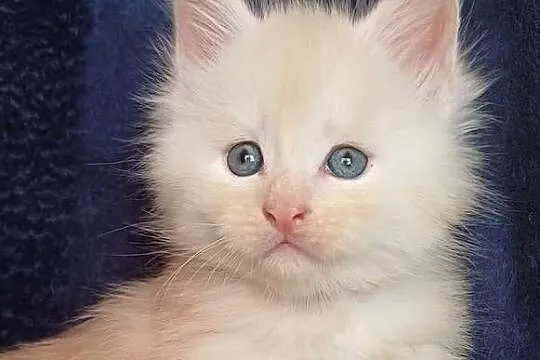 Maine Coon kocurek rodowód FPL, Małopolskie, Olkusz