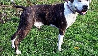 2-letni Amstaff w schronisku, pomorskie Gdańsk