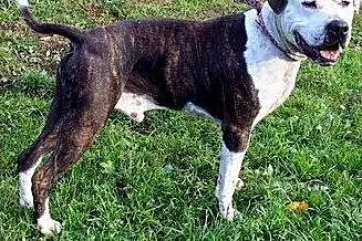 2-letni Amstaff w schronisku,  pomorskie Gdańsk