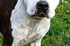 2-letni Amstaff w schronisku,  pomorskie Gdańsk