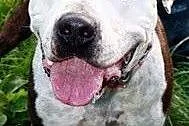 2-letni Amstaff w schronisku,  pomorskie Gdańsk