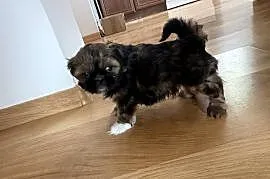 Suczka Shih Tzu