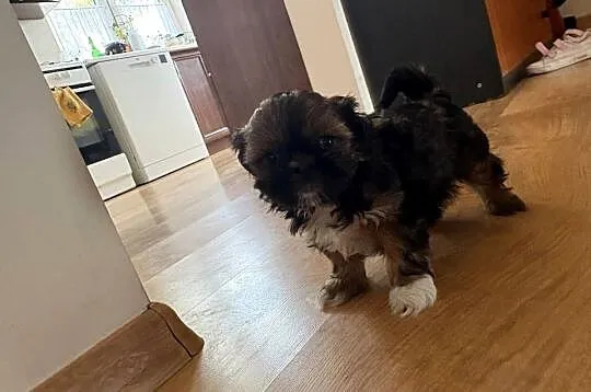 Suczka Shih Tzu, Mazowieckie, Lipa