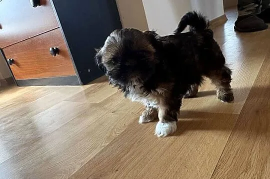 Suczka Shih Tzu, Mazowieckie, Lipa
