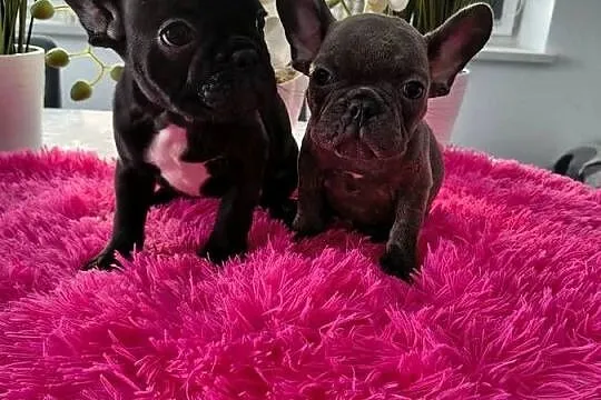 Buldogi francuskie niebieskie