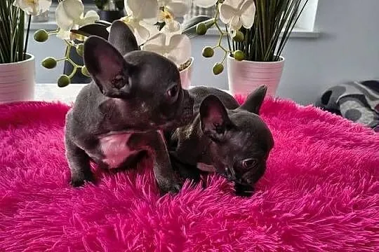 Buldogi francuskie niebieskie, Pomorskie, Gdańsk