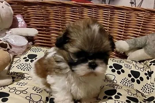 Shih tzu dziewczynka