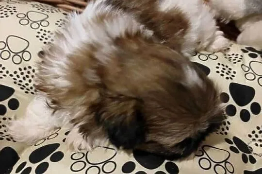 Shih tzu dziewczynka, Świętokrzyskie, Kazimierza Wielka