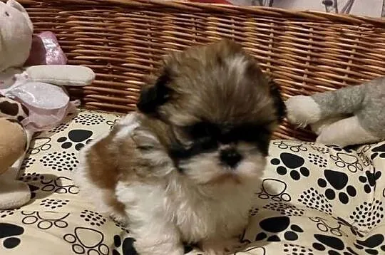 Shih tzu dziewczynka, Świętokrzyskie, Kazimierza Wielka