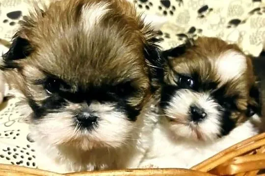 Shih tzu dziewczynka, Świętokrzyskie, Kazimierza Wielka