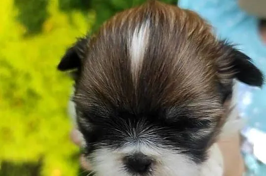 Shih tzu dziewczynka, Świętokrzyskie, Kazimierza Wielka