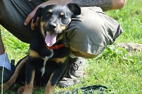 Globi - malutki, śliczny psiak szuka kochającej ro