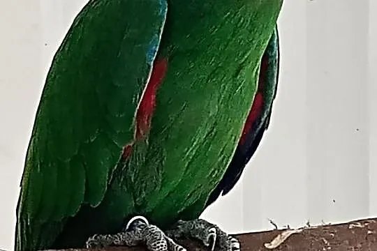 Lora samiec roratus polychloros, Małopolskie, Tarnów