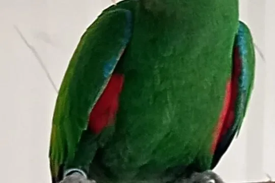 Lora samiec roratus polychloros, Małopolskie, Tarnów