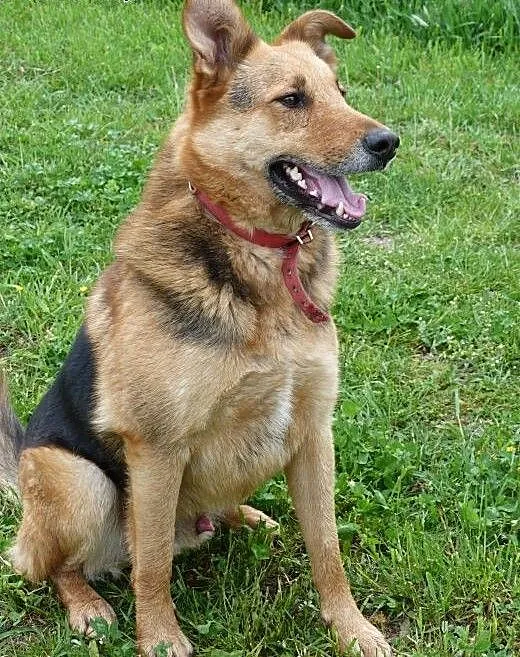Mix ON Klusior do adopcji!, wielkopolskie Poznań