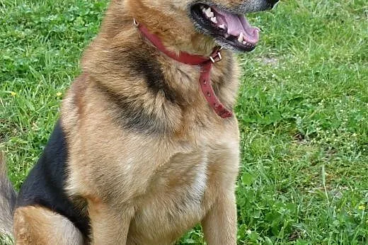 Mix ON Klusior do adopcji!,  wielkopolskie Poznań