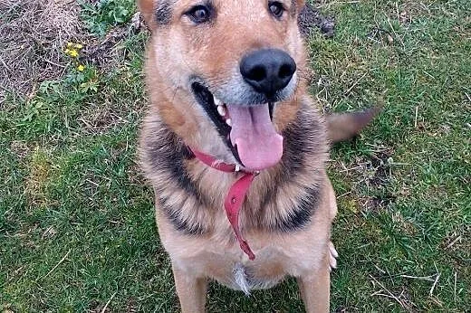 Mix ON Klusior do adopcji!,  wielkopolskie Poznań
