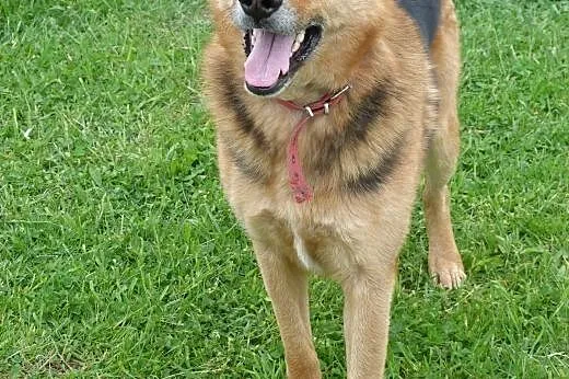 Mix ON Klusior do adopcji!,  wielkopolskie Poznań