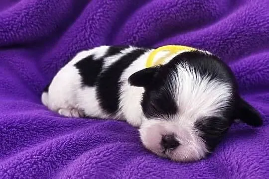 szczeniaki shih tzu