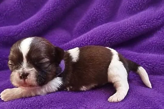 szczeniaki shih tzu, Kujawsko-pomorskie, Ciechocin
