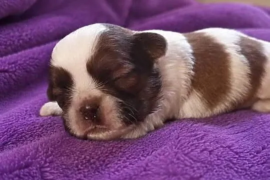 szczeniaki shih tzu, Kujawsko-pomorskie, Ciechocin