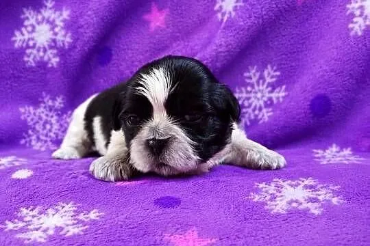 szczeniaki shih tzu, Kujawsko-pomorskie, Ciechocin