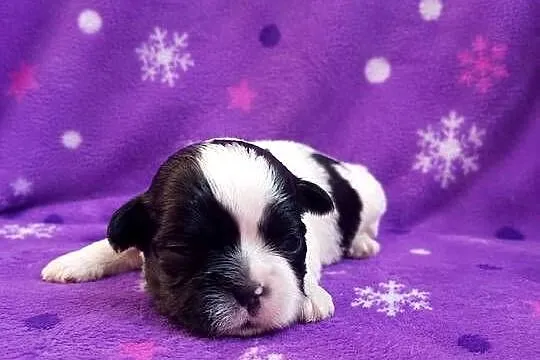 szczeniaki shih tzu, Kujawsko-pomorskie, Ciechocin