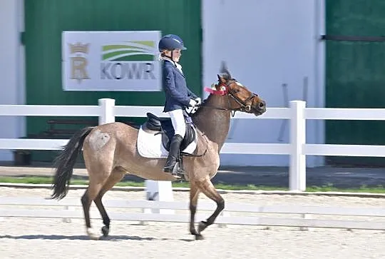 A1 kuc sportowy 129cm, Wielkopolskie, Poznań