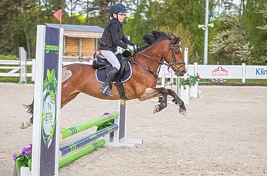 A1 kuc sportowy 129cm, Wielkopolskie, Poznań