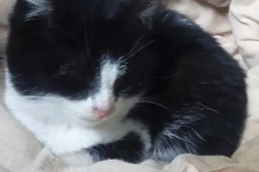 Znaleziono kotka,  dolnośląskie Jelenia Góra