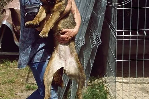 Idealny kanapowiec - urocza, spokojna Czikita szuk