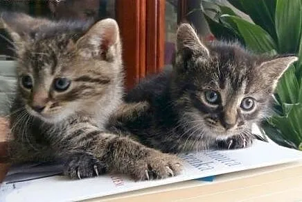Studenciaki do adopcji,  łódzkie Łódź
