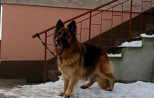 Owczarek Niemiecki Długowłosy-Suka