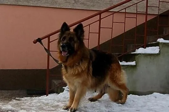 Owczarek Niemiecki Długowłosy-Suka