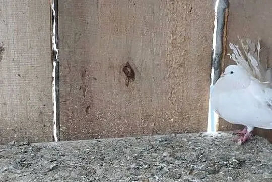 Sprzedam gołębie ozdobne, Lubelskie, Tokarówka