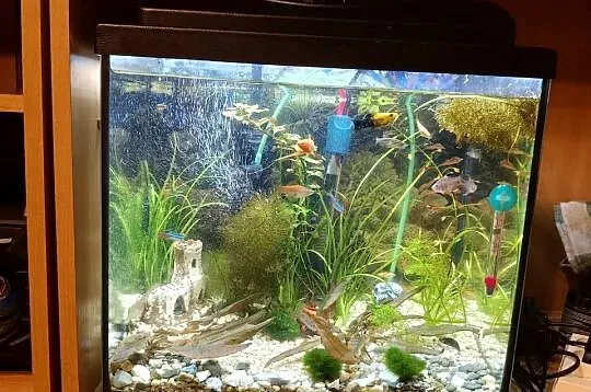 Akwarium 30 litrów