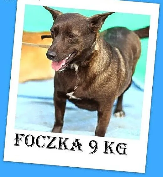 Foczka - 3 letnia sunia ,mała 10 kg ,łagodna,w typ