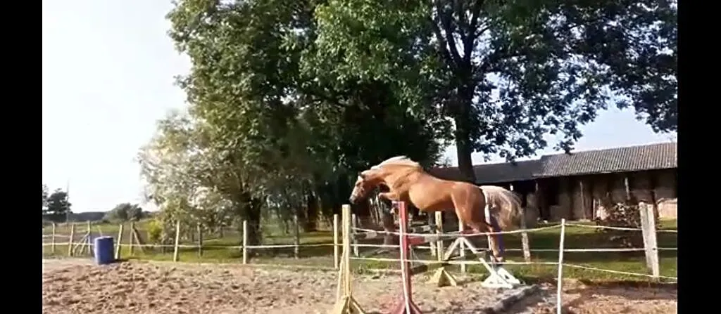 sprzedam kuca do sportu, , Romanowo