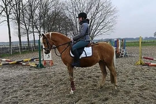 sprzedam kuca do sportu, , Romanowo