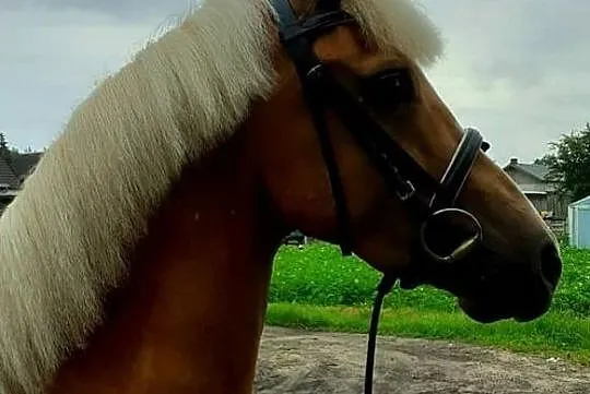 sprzedam kuca do sportu, , Romanowo