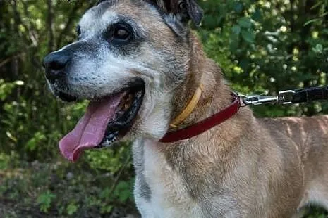 Duży, łagodny Tolek do pilnej adopcji!,  mazowieckie Warszawa