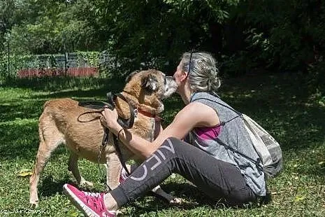 Duży, łagodny Tolek do pilnej adopcji!,  mazowieck