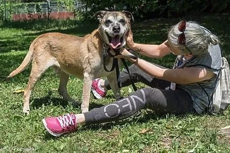 Duży, łagodny Tolek do pilnej adopcji!,  mazowieck